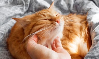 Una mà acarona el coll d'un gat, la qual cosa li proporciona plaer.